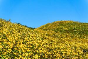 Tree marigold field blooming on hill and blue sky in sunny day photo