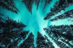 Beautiful Aurora borealis, Northern lights glowing in snow covered pine forest in national park at night photo