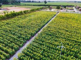Sunflower blooming in plantation field and pathway through it in countryside photo
