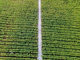 Sunflower blooming in plantation field and pathway through it in countryside photo