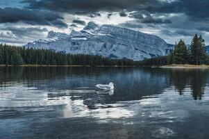 Two Jack Lake with moody sky and bird floating in Banff national park photo
