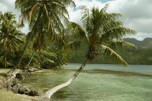 A palm tree leaning against a rock on the shore photo