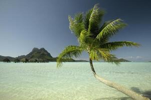 A palm tree in the water photo
