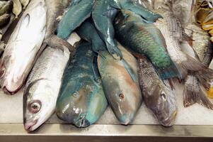 A bunch of fish on a table photo