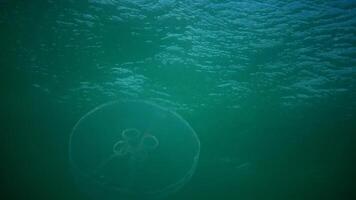 A jellyfish floating in the water column. Aurelia aurita -also called the common jellyfish, moon jellyfish, moon jelly, or saucer jelly is a widely studied species of the genus Aurelia video