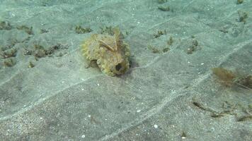 Hooded coottlefish Sepia prashadi, cuttlefish runs away from the diver over the sandy bottom at a shallow depth. Red Sea, Egypt video