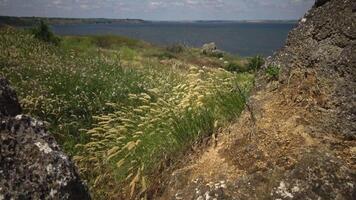 Untouched wild nature, grass on the slopes of the Hadzhibey estuary. Calamagrostis -reed grass or smallweed is a genus in the grass family Poaceae video