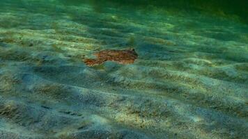 European flounder Platichthys flesus luscus floats in the water column. video