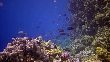 Coral reef in the Red Sea, Abu Dub. Static , Beautiful underwater landscape with tropical fish and corals. Life coral reef. Egypt video