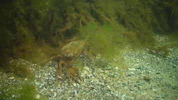 Big Green crab Carcinus maenas runs fast over the sand. Invasive species video