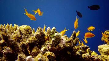 Coral reef in the Red Sea, Abu Dub. Static , Beautiful underwater landscape with tropical fish and corals. Life coral reef. Egypt video