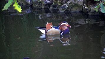 The mandarin duck Aix galericulata is a perching duck species found in East Asia video