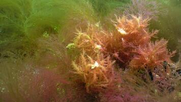 Red and green algae grow on rocks at the bottom in the Black Sea video