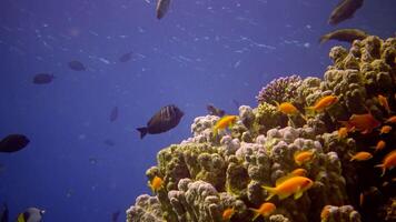 Coral reef in the Red Sea, Abu Dub. Static , Beautiful underwater landscape with tropical fish and corals. Life coral reef. Egypt video