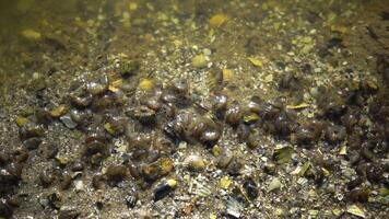 Crayfish Gammarus on the edge of the shore at the water's edge in the estuary. Tiligul Liman, Odessa region, Ukraine video