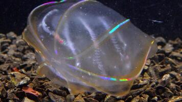 Black Sea, Jellyfish Beroe ovata - devouring Mnemiopsis leidy. Combine jelly digesting caught comb jelly Mnemiopsis, comb plates glistening in the light video