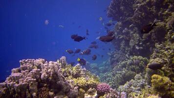 Coral reef in the Red Sea, Abu Dub. Static , Beautiful underwater landscape with tropical fish and corals. Life coral reef. Egypt video