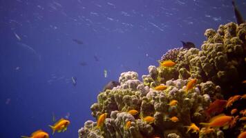 Coral reef in the Red Sea, Abu Dub. Static , Beautiful underwater landscape with tropical fish and corals. Life coral reef. Egypt video