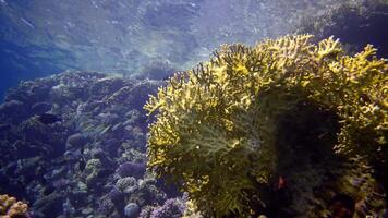 Coral reef in the Red Sea, Abu Dub. Static , Beautiful underwater landscape with tropical fish and corals. Life coral reef. Egypt video