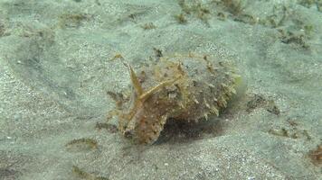 Hooded coottlefish Sepia prashadi, cuttlefish runs away from the diver over the sandy bottom at a shallow depth. Red Sea, Egypt video