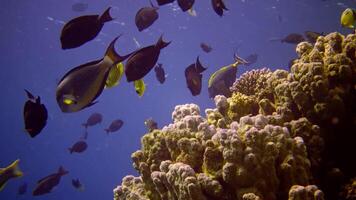 Coral reef in the Red Sea, Abu Dub. Static , Beautiful underwater landscape with tropical fish and corals. Life coral reef. Egypt video