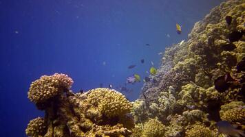 Coral reef in the Red Sea, Abu Dub. Static , Beautiful underwater landscape with tropical fish and corals. Life coral reef. Egypt video