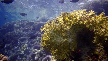 Coral reef in the Red Sea, Abu Dub. Static , Beautiful underwater landscape with tropical fish and corals. Life coral reef. Egypt video