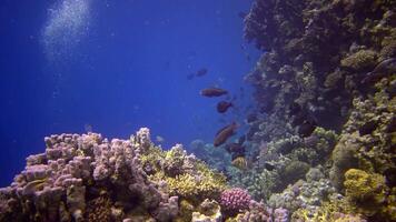 Coral reef in the Red Sea, Abu Dub. Static , Beautiful underwater landscape with tropical fish and corals. Life coral reef. Egypt video