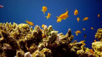 Coral reef in the Red Sea, Abu Dub. Static , Beautiful underwater landscape with tropical fish and corals. Life coral reef. Egypt video