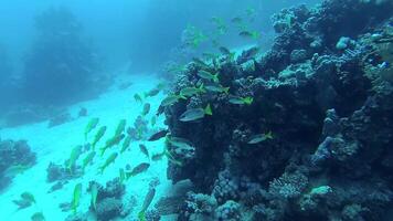 Yellowfin goatfish Mulloides vanicolensis. A flock of fish slowly swims over a coral reef. Fish of the Red Sea. video