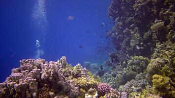 Coral reef in the Red Sea, Abu Dub. Static , Beautiful underwater landscape with tropical fish and corals. Life coral reef. Egypt video