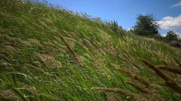 Untouched wild nature, grass on the slopes of the Hadzhibey estuary. Calamagrostis -reed grass or smallweed is a genus in the grass family Poaceae. video