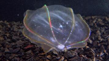 Black Sea, Jellyfish Beroe ovata - devouring Mnemiopsis leidy. Combine jelly digesting caught comb jelly Mnemiopsis, comb plates glistening in the light video