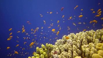 Coral reef in the Red Sea, Abu Dub. Static , Beautiful underwater landscape with tropical fish and corals. Life coral reef. Egypt video