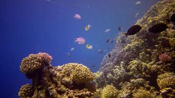 Coral reef in the Red Sea, Abu Dub. Static , Beautiful underwater landscape with tropical fish and corals. Life coral reef. Egypt video