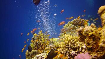 Coral reef in the Red Sea, Abu Dub. Static , Beautiful underwater landscape with tropical fish and corals. Life coral reef. Egypt video