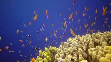 Coral reef in the Red Sea, Abu Dub. Static , Beautiful underwater landscape with tropical fish and corals. Life coral reef. Egypt video