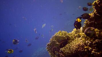 Coral reef in the Red Sea, Abu Dub. Static , Beautiful underwater landscape with tropical fish and corals. Life coral reef. Egypt video