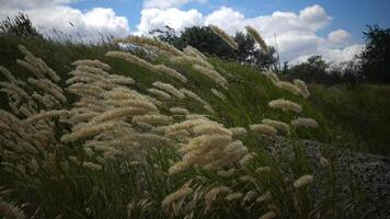 Untouched wild nature, grass on the slopes of the Hadzhibey estuary. Calamagrostis -reed grass or smallweed is a genus in the grass family Poaceae video