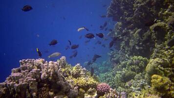 Coral reef in the Red Sea, Abu Dub. Static , Beautiful underwater landscape with tropical fish and corals. Life coral reef. Egypt video