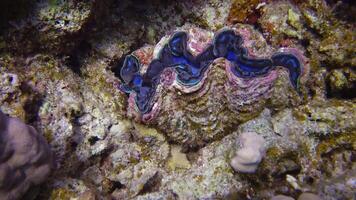 Tridakna Tridacna Maxima bivalve mollusk, grown among corals on the reef in the Red Sea, Marsa Alam, Egypt video