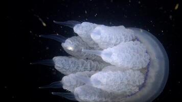 Rhizostoma pulmo, floating in the water column. A scyphomedusa in the family Rhizostomatidae video