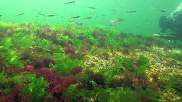 Photosynthesis in the sea, A diver touches oxygen bubbles synthesized by algae. Green and red algae on underwater rocks Enteromorpha, Ulva, Ceramium, Polisiphonia. Gulf of Odessa, Black Sea video