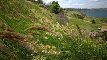 Untouched wild nature, grass on the slopes of the Hadzhibey estuary. Calamagrostis -reed grass or smallweed is a genus in the grass family Poaceae. video