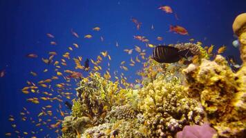 Coral reef in the Red Sea, Abu Dub. Static , Beautiful underwater landscape with tropical fish and corals. Life coral reef. Egypt video