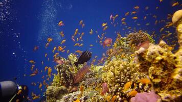 Coral reef in the Red Sea, Abu Dub. Static , Beautiful underwater landscape with tropical fish and corals. Life coral reef. Egypt video