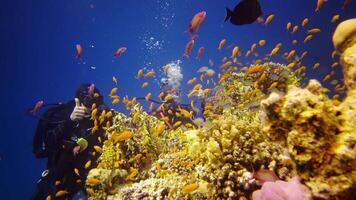 Coral reef in the Red Sea, Abu Dub. Static , Beautiful underwater landscape with tropical fish and corals. Life coral reef. Egypt video