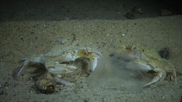 Crabs of the Redfish Macropipus holsatus eat jellyfish Aurelia aurita video