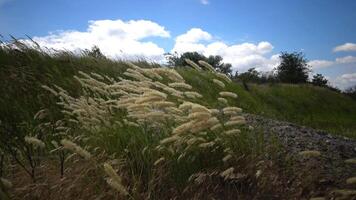 Untouched wild nature, grass on the slopes of the Hadzhibey estuary. Calamagrostis -reed grass or smallweed is a genus in the grass family Poaceae video