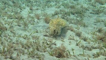 Hooded coottlefish Sepia prashadi, cuttlefish runs away from the diver over the sandy bottom at a shallow depth. Red Sea, Egypt video